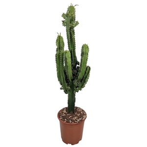 EUPHOR INGENS