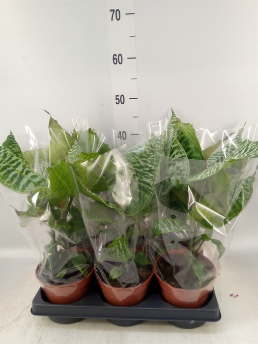 <h4>Dracaena</h4>