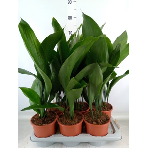Aspidistra elat.