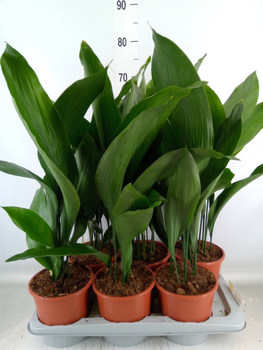 <h4>Aspidistra elat.</h4>