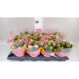 KALANCHOE  'ROSEFLOW JEMMA' PINK