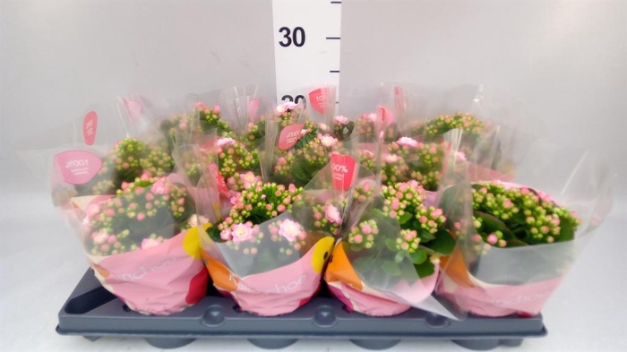 <h4>KALANCHOE  'ROSEFLOW JEMMA' PINK</h4>