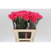 Dianthus St Bizet