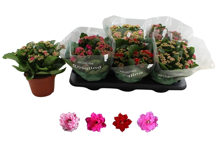 <h4>KAL GE RO GEM 4 KL</h4>