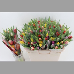 Boeket Gemengde Tulpen