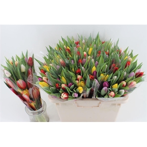 Boeket Gemengde Tulpen