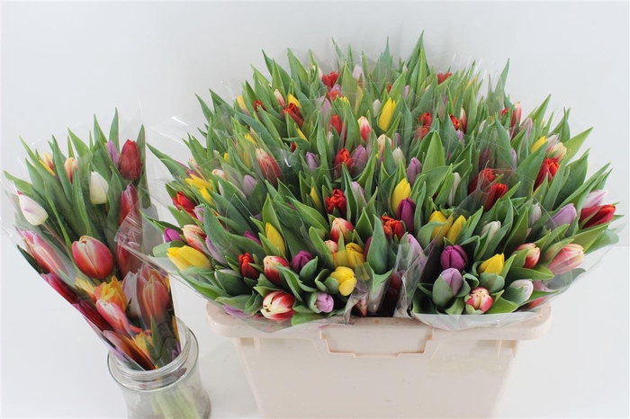 <h4>Boeket Gemengde Tulpen</h4>