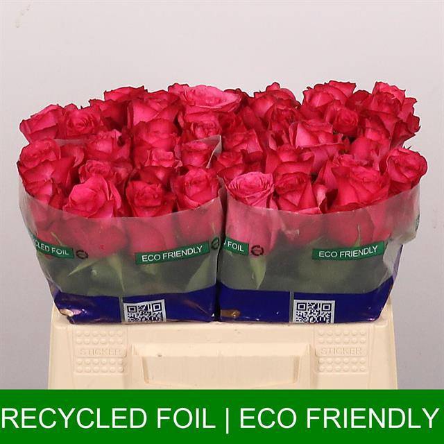 <h4>Rosa large paloma royala</h4>