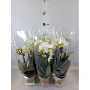 Phalaenopsis   ...white