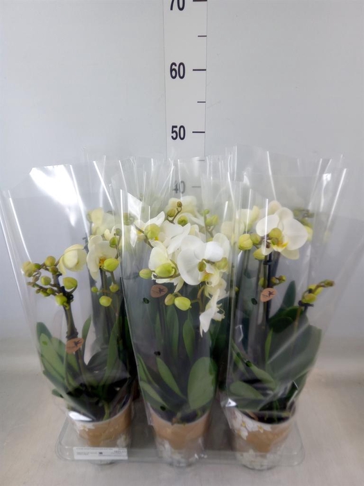 <h4>Phalaenopsis   ...white</h4>