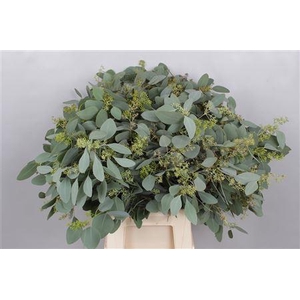 EUC. POPULUS GRAIN SHORT DARK CERIS
