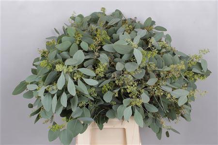 <h4>EUC. POPULUS GRAIN SHORT DARK CERIS</h4>