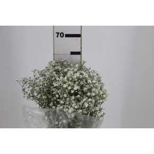 GYPSOPHILA DYNAMIC LOVE 070 CM