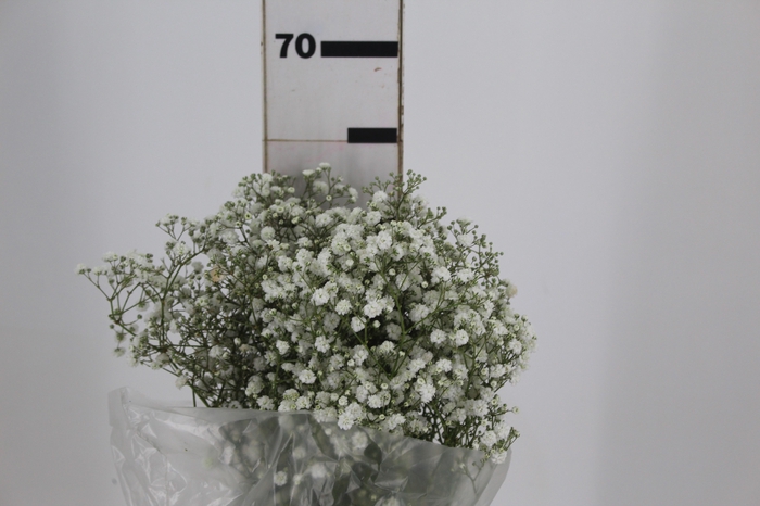 <h4>GYPSOPHILA DYNAMIC LOVE 070 CM</h4>