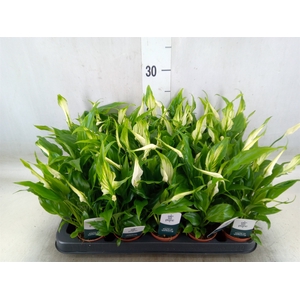 Spathiphyllum  'Chopin'