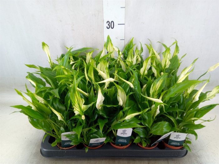 <h4>Spathiphyllum  'Chopin'</h4>