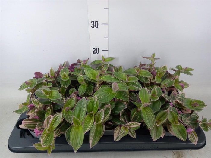 <h4>Tradescantia   ...</h4>