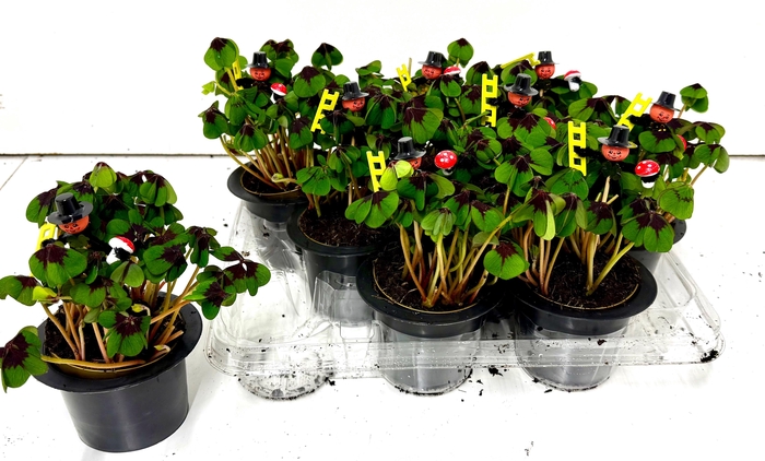 <h4>OXALIS DEPPEI</h4>