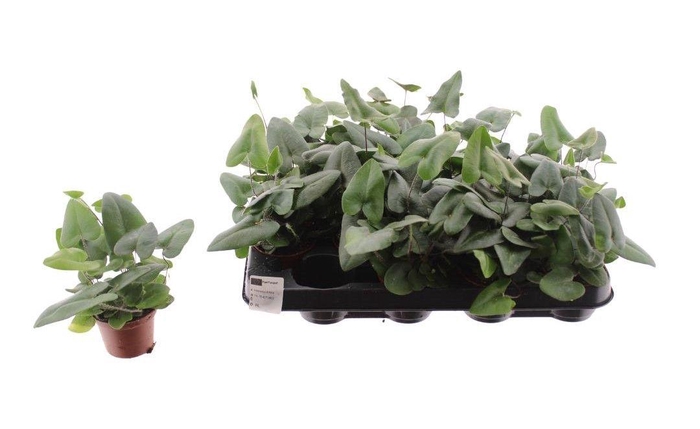 <h4>HEMIONITIS ARIFOLIA</h4>