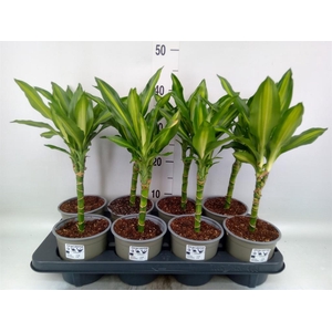 Dracaena frag. 'Cintho'