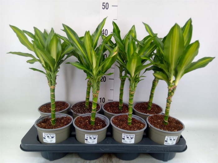 <h4>Dracaena frag. 'Cintho'</h4>