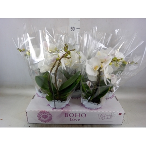 Phalaenopsis   ...white