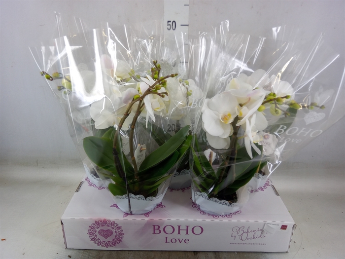 <h4>Phalaenopsis   ...white</h4>