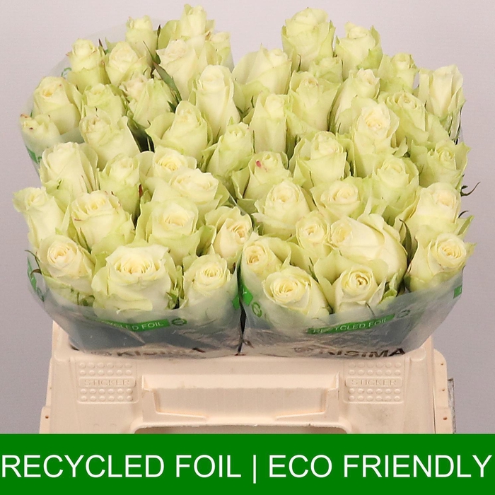 <h4>R GR ATHENA</h4>