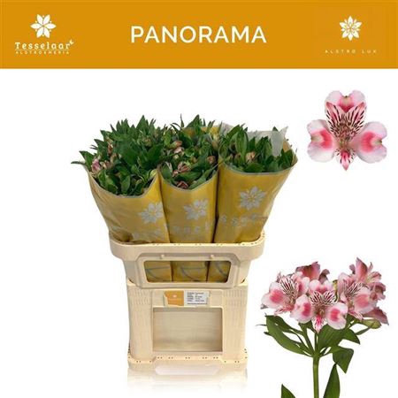 <h4>Alstroemeria Panorama</h4>
