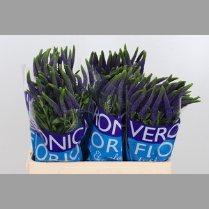 Veron Smart Navy