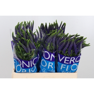 Veron Smart Navy