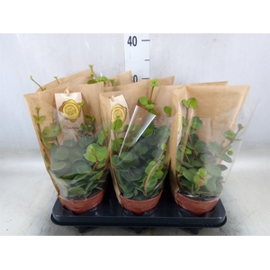 Peperomia tetraphylla 'Hope'