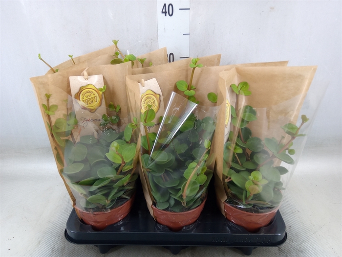 <h4>Peperomia tetraphylla 'Hope'</h4>