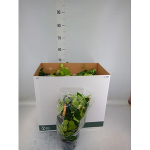 Aeschynanthus  'Mona Lisa'