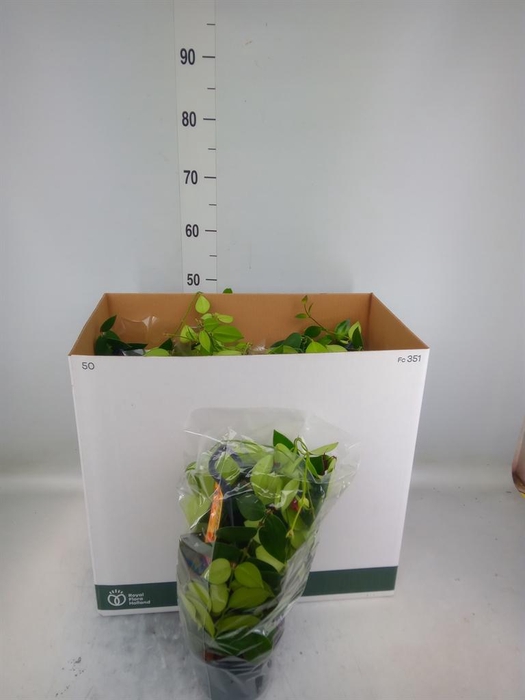 <h4>Aeschynanthus  'Mona Lisa'</h4>