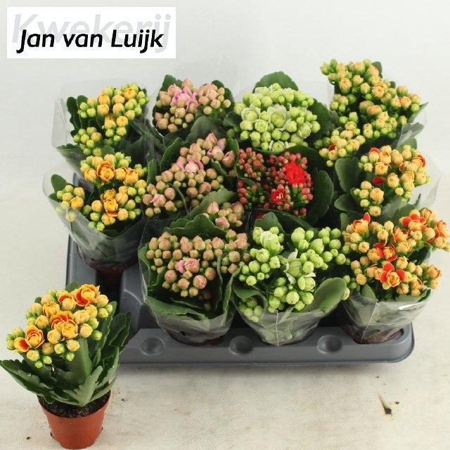 <h4>KAL GE GEM 5 KL</h4>