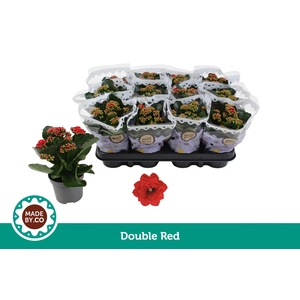 Kalanchoë Double Red