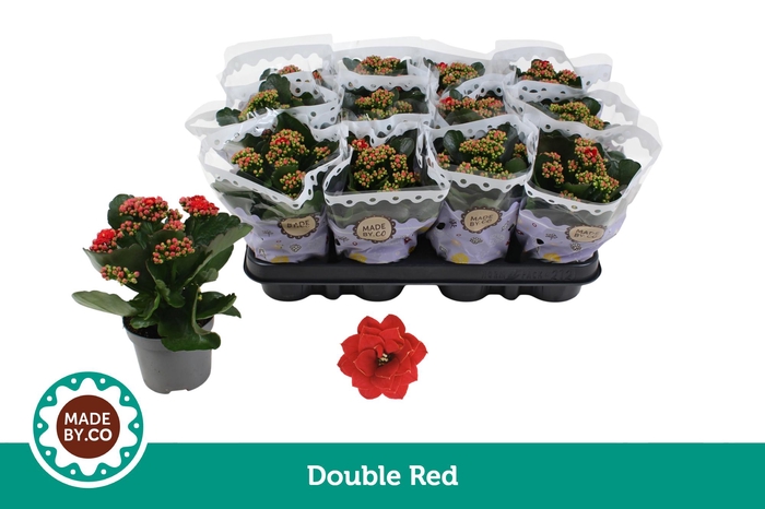 <h4>Kalanchoë Double Red</h4>