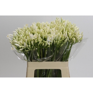Agapanthus EYFORI White