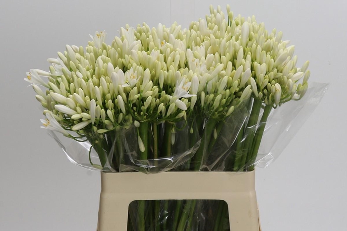 <h4>Agapanthus EYFORI White</h4>
