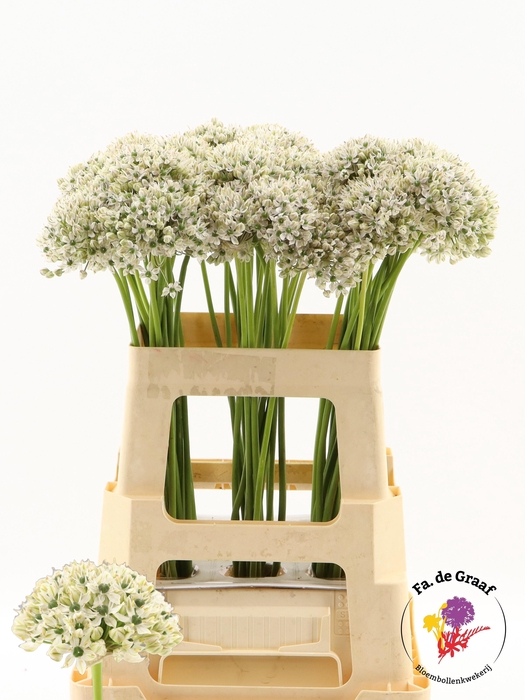 <h4>ALLIUM NIGRUM.</h4>