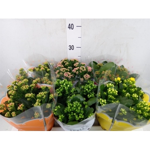 Kalanchoe blos.   ..rosebud mix  5