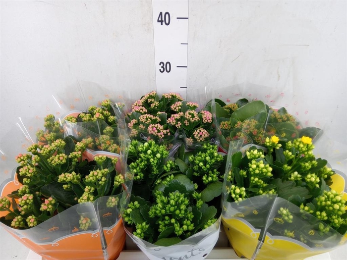 <h4>Kalanchoe blos.   ..rosebud mix  5</h4>