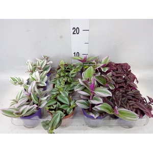 Tradescantia   ...mix