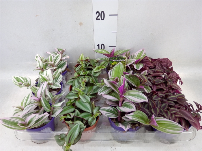 <h4>Tradescantia   ...mix</h4>