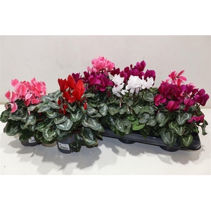 arr8 Cycl Md Sup Allure