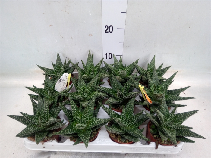 <h4>xGasterhaworthia  'Royal Highness'</h4>