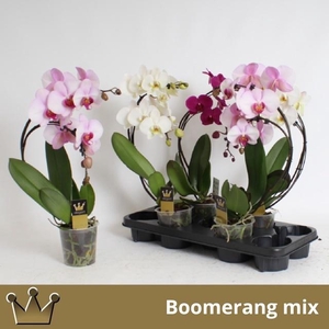 PHAL EL CASCADE