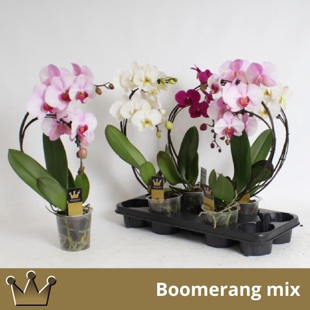 <h4>PHAL EL CASCADE</h4>