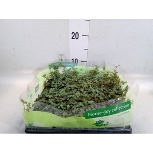 Pilea glaucophylla 'Greyzy'